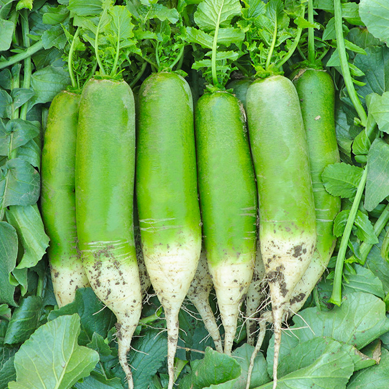 正宗潍坊潍县水果萝卜5斤新鲜青萝卜