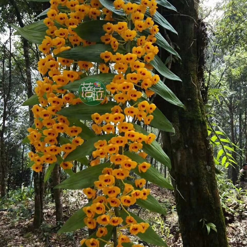 束花石斛兰花附生吊兰花盆盆栽绿植黄色花多时令草本花卉