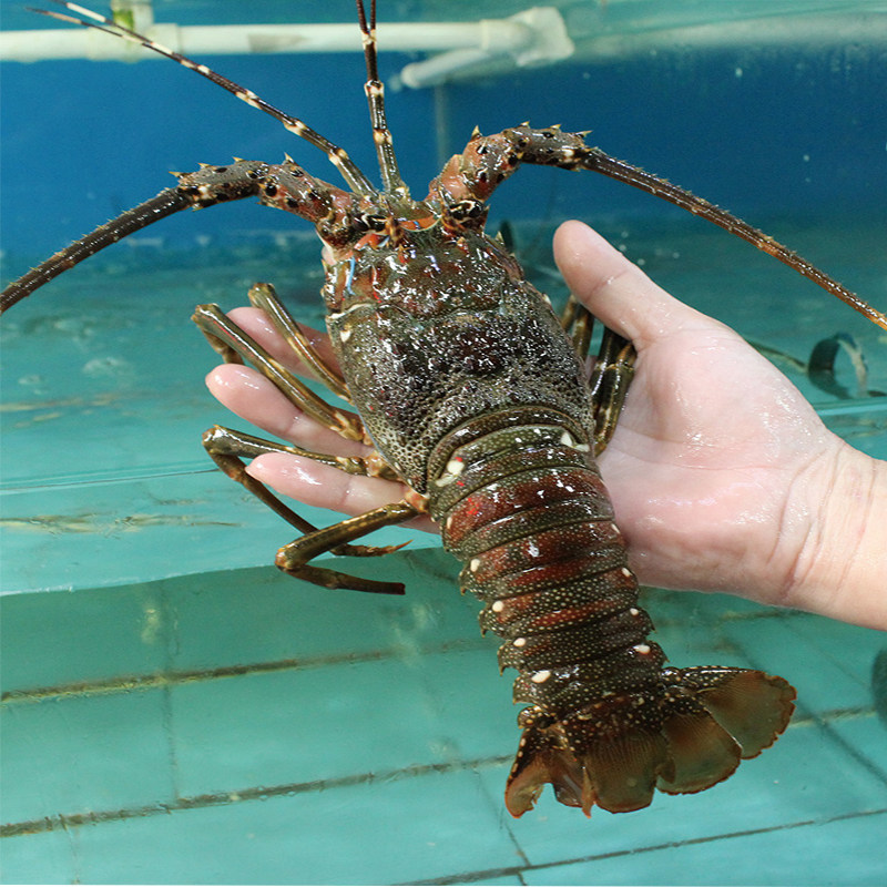 龙虾石记水产澳洲小青小青龙大龙青龙鲜活生冻活虾