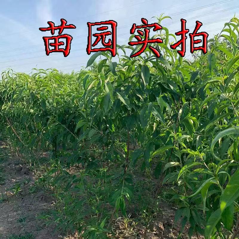 树苗桃树果苗嫁接接地新品种南方北方种植早熟果树