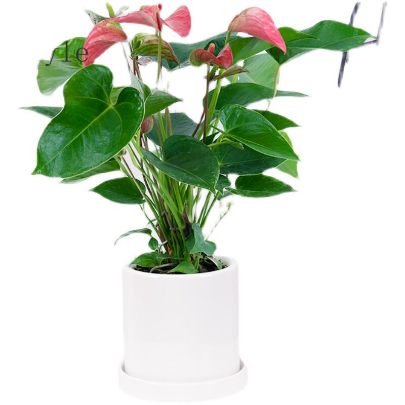 粉掌盆栽花卉净化空气植物水培开业寓意室内桌面绿植