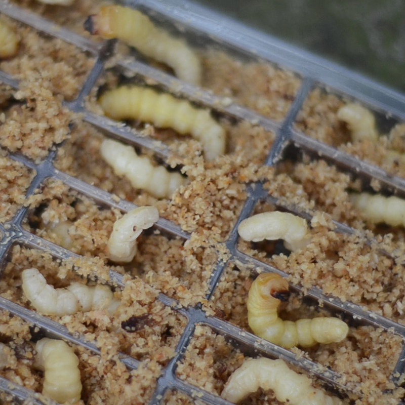 特大号柴虫50只贵州野生活体天牛幼虫富含蛋白质鸟食