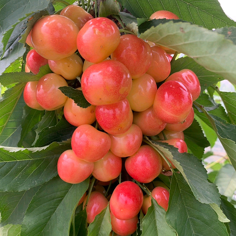 树苗樱桃车厘子樱桃树盆栽地栽南方北方种植植美果树