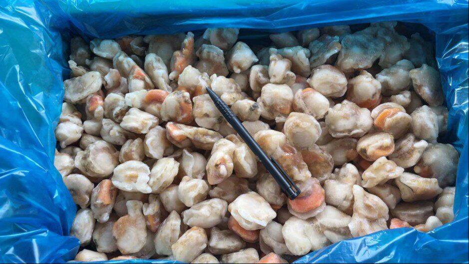 鲜活冷冻扇贝新鲜毛蛤肉商用非即5kg江浙沪顺丰其它