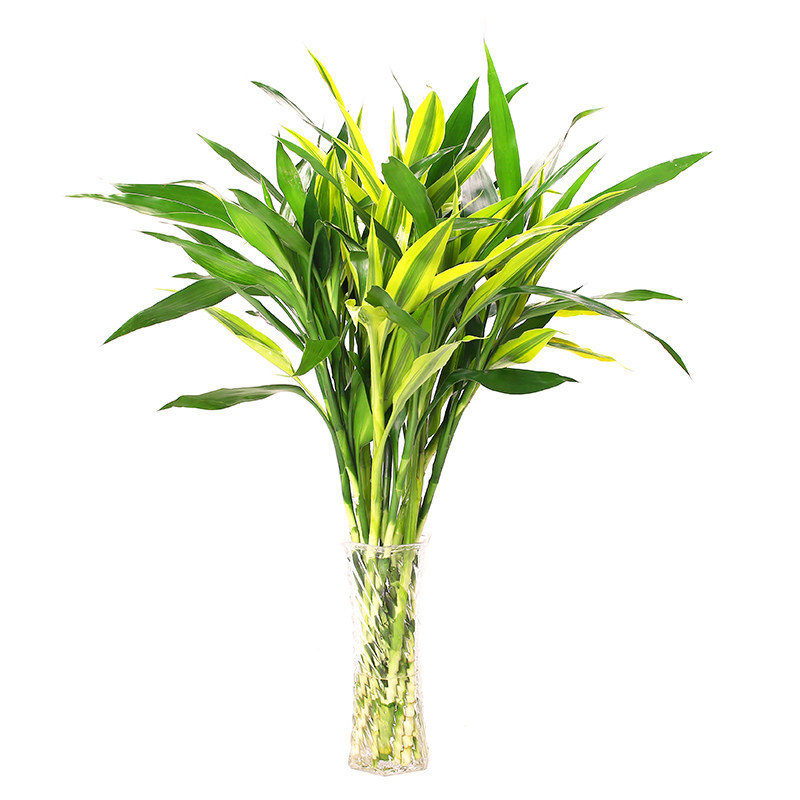 净化水养大叶竹净绿植室内竹水养花水培植物绿植