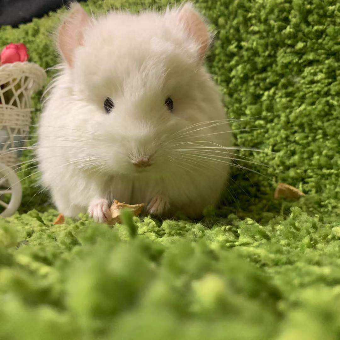 龙猫长毛安哥拉耳钉后代粉白弟弟活体双满现货龙猫