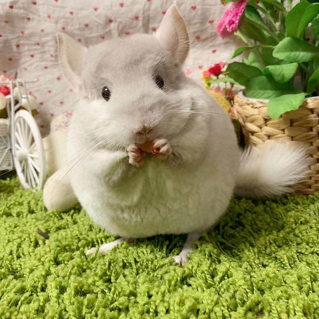 q派龙猫自家繁殖耳钉后代粉色龙猫活体弟弟龙猫公梦幻色