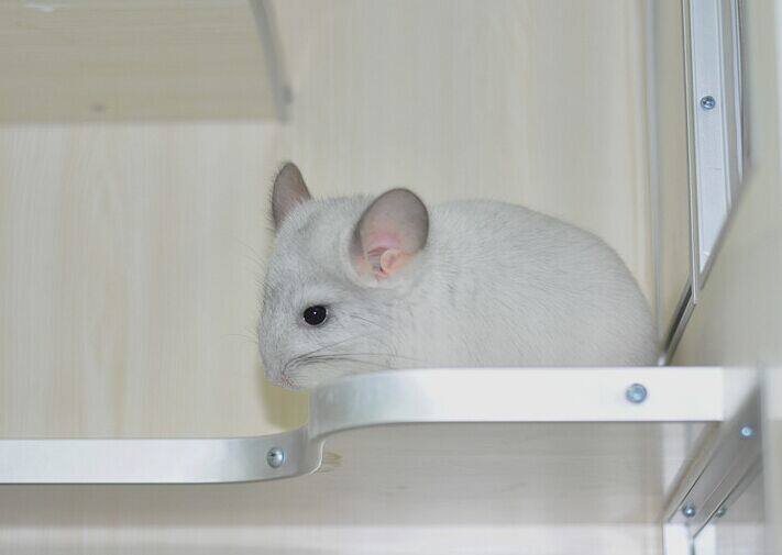 携带长毛基因紫斑龙猫mm带紫带长售出留档龙猫