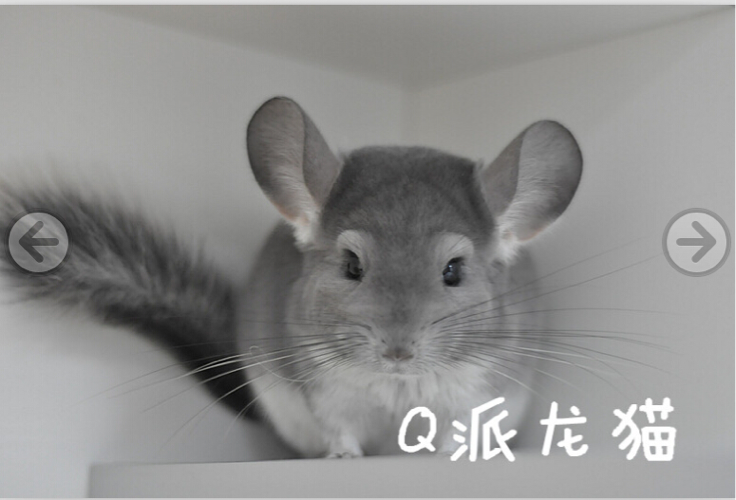 灰常可爱紫灰龙猫活体dd售出留档龙猫