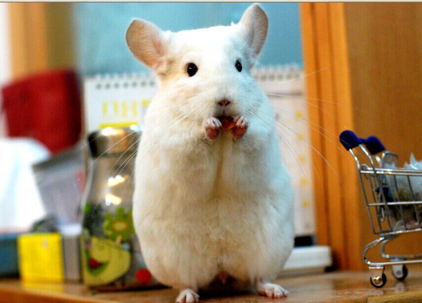 成年粉白龙猫dd售出留档