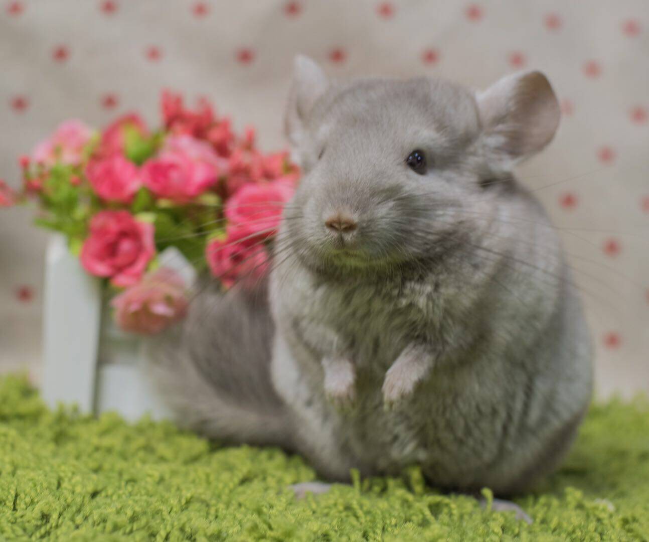 q派龙猫自家繁殖稀有色紫咖龙猫公母弟弟妹妹