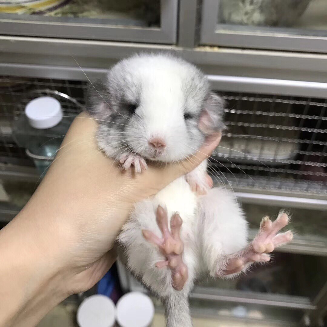 美种熊猫眼银斑dd预定龙猫