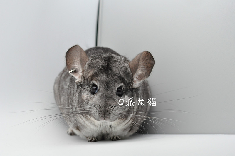 龙猫活体美国进口带紫携长耳钉灰色dd售出龙猫