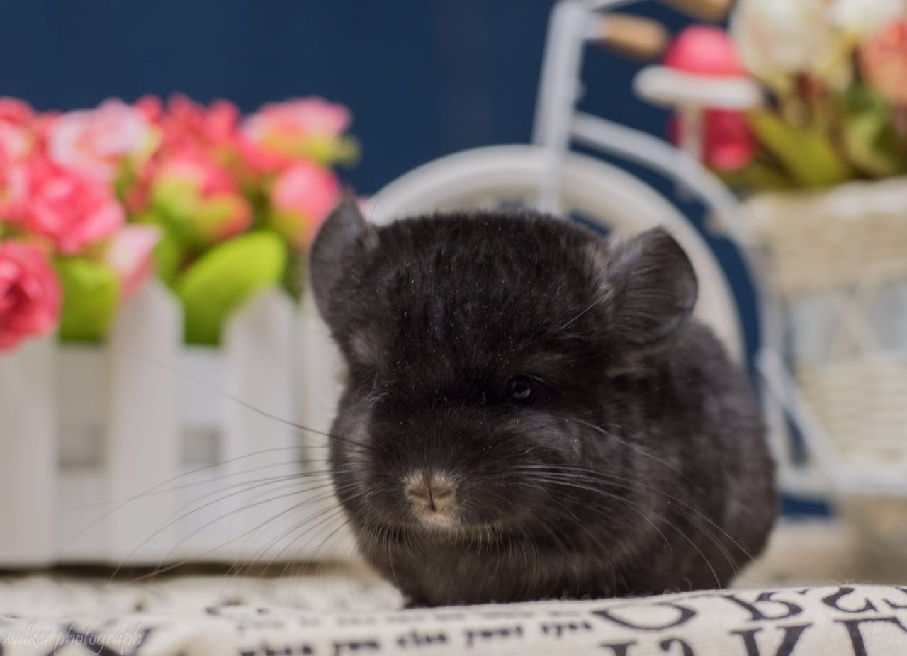 龙猫活体宝宝携带长毛基因深黑弟弟实体可自龙猫