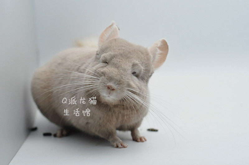 q派龙猫龙猫活体美国进口耳钉龙猫金咖色龙猫dd