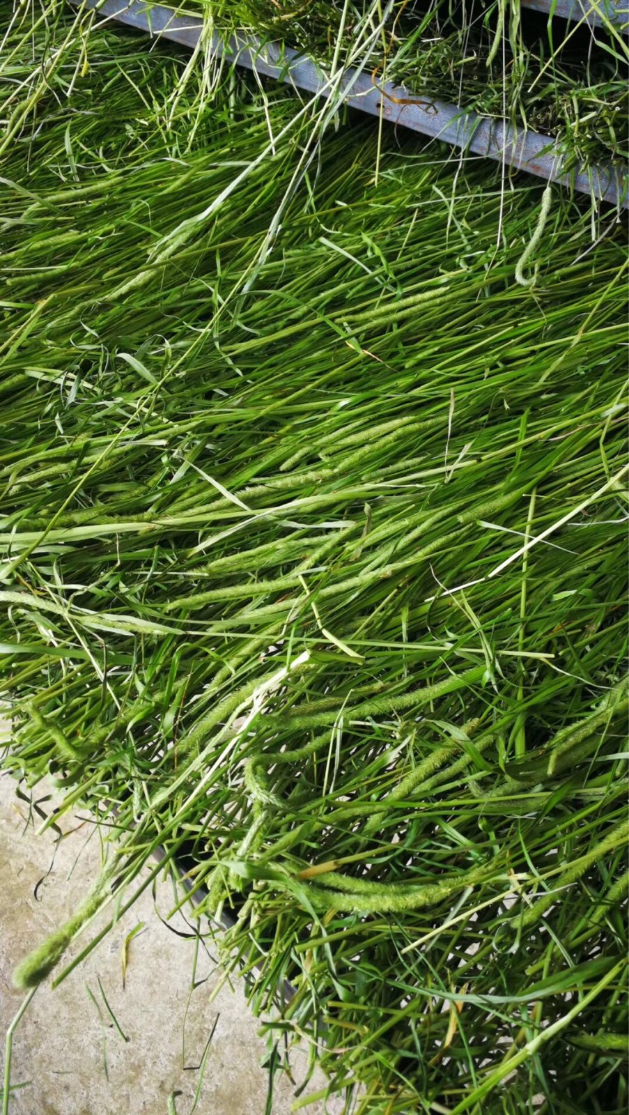 烘干精品摩西提草龙猫荷兰牧草500g兔子磨牙兔兔干草