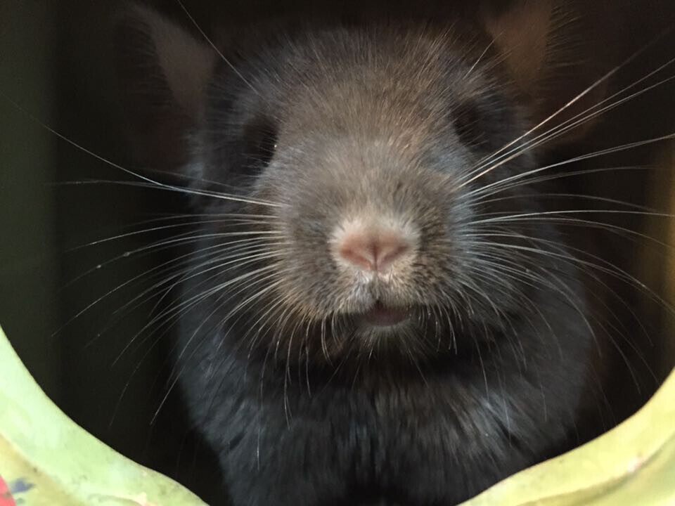 2个月深咖啡母活体龙猫(已出留档)