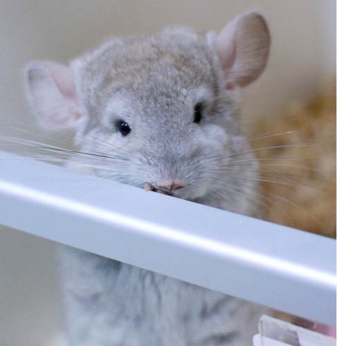 龙猫携带长毛基因米色dd售出留档龙猫