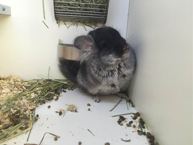 安哥拉丝绒长毛龙猫dd有耳售出留档龙猫