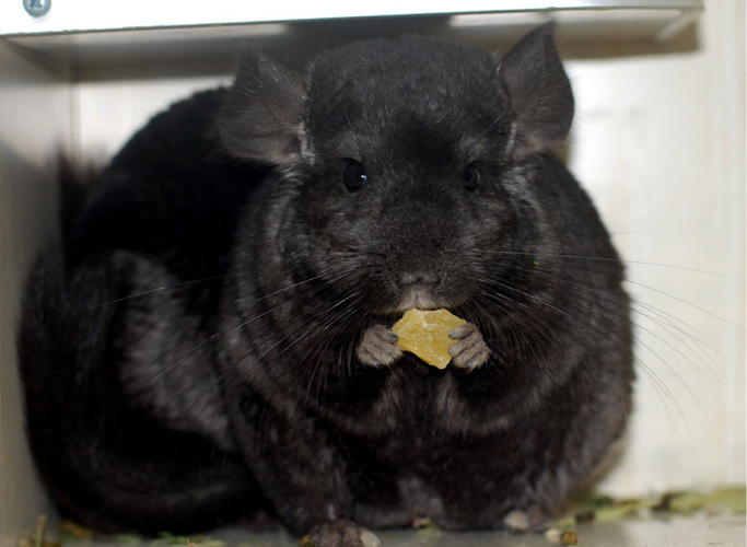 短毛深黑龙猫活体mm龙猫