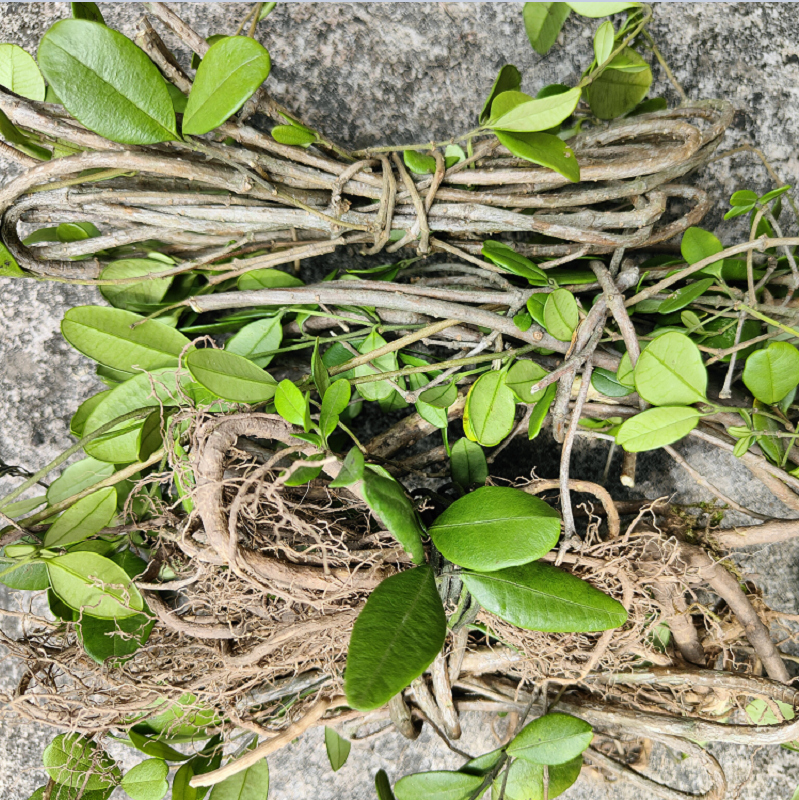 客家煲汤汤料长汀野生香藤根春根藤满山香香药膳其他药食同源食品