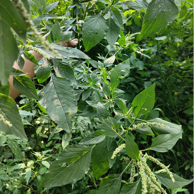 新鲜野生红梗刺苋菜根红刺苋根刺苋头苋菜刺簕头其他药食同源食品