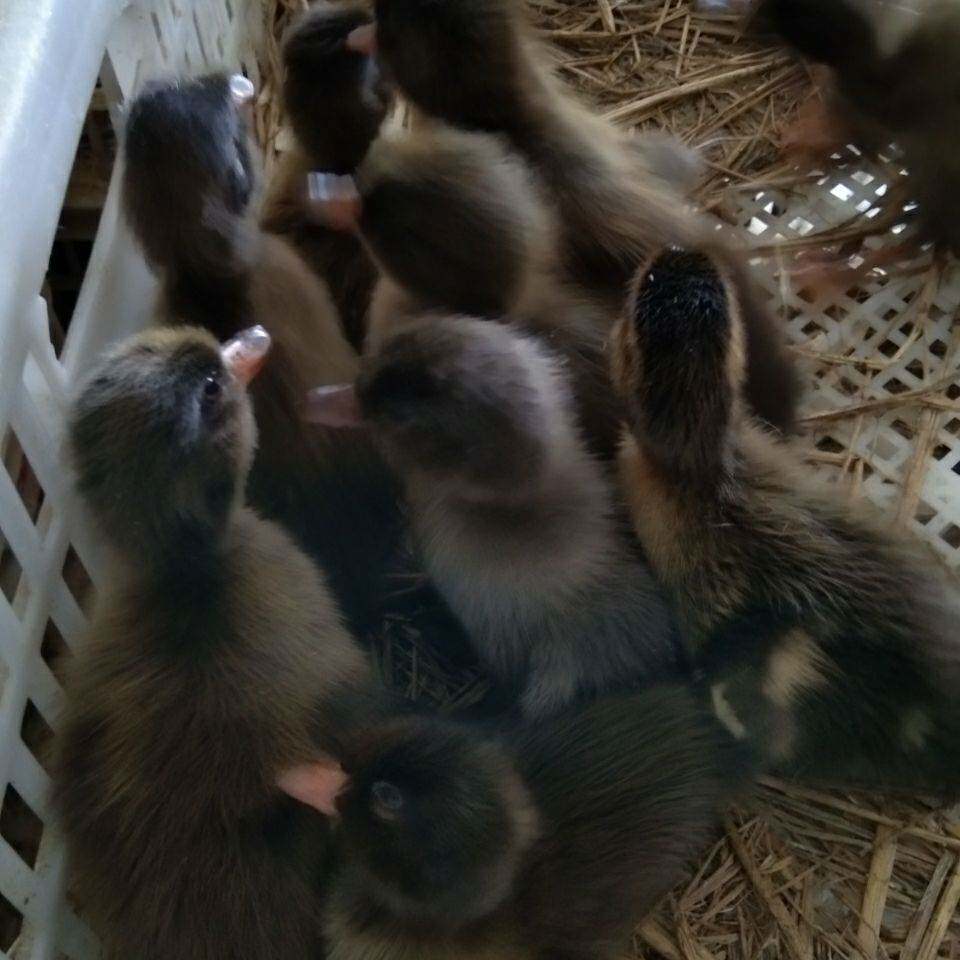 家养活体小鸭子金锭麻鸭番鸭网红小黄鸭绿头肉鸭动物种苗