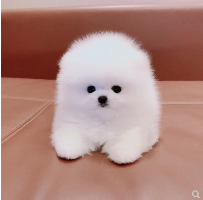 无偿领养纯种博美犬幼犬活体长不大茶杯犬可爱袖珍家养小型宠物狗