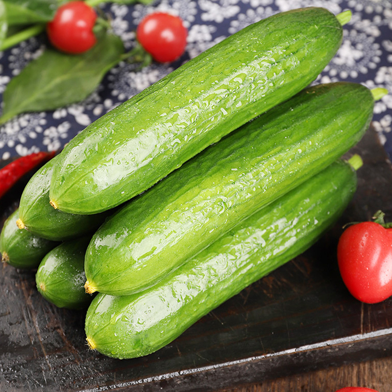 山东寿光水果小黄瓜5斤