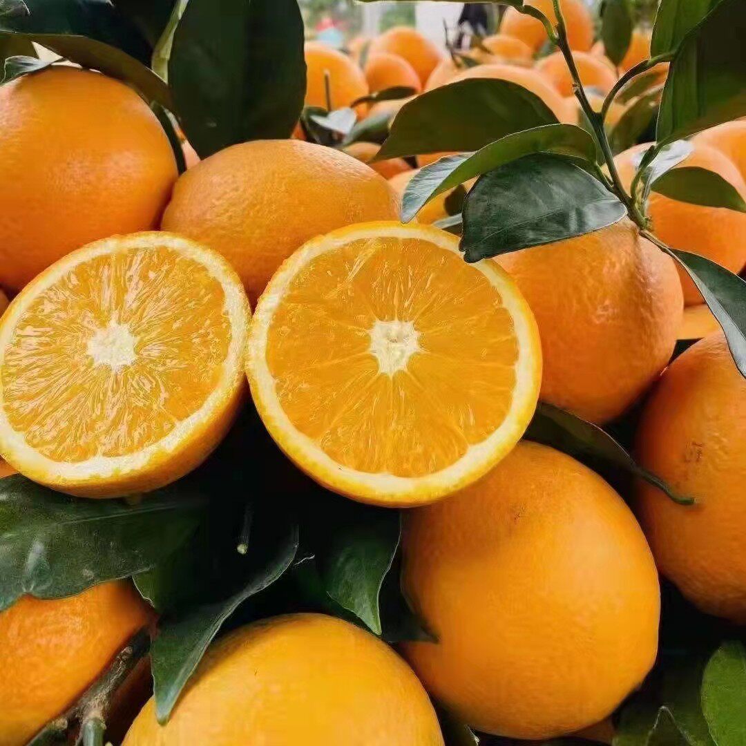 中农果业正宗赣南脐橙江西信丰果园直发新鲜橙