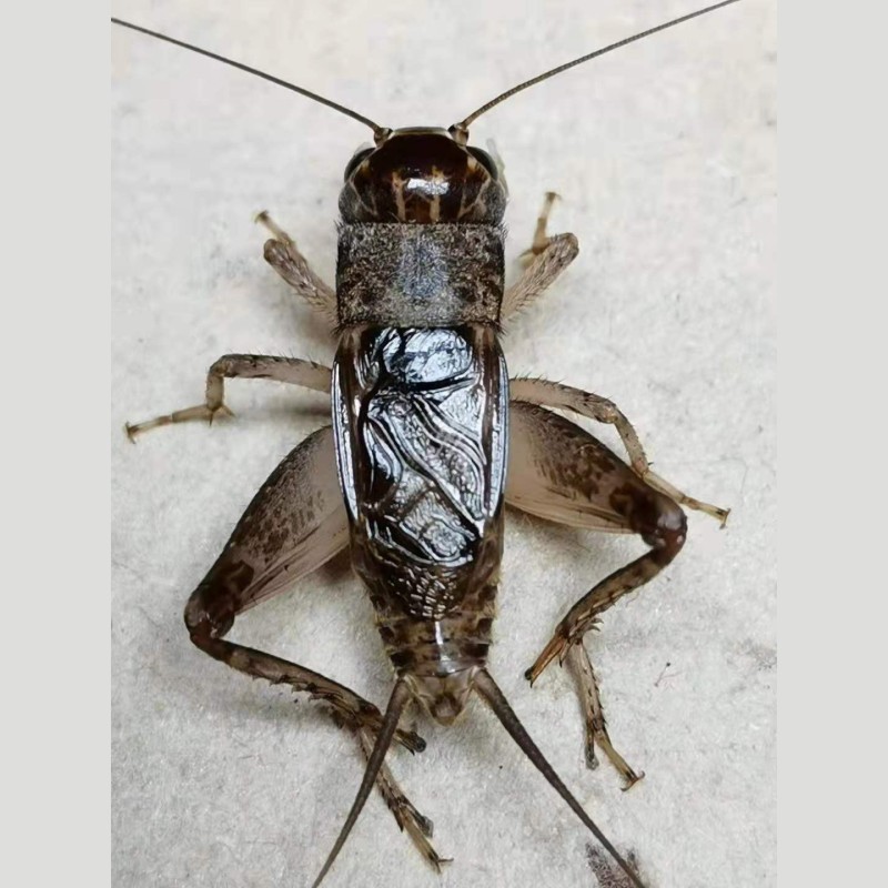 宁津山东善斗三尾鸣虫凶狠野生虫斗蟋蟀活虫蟋蟀