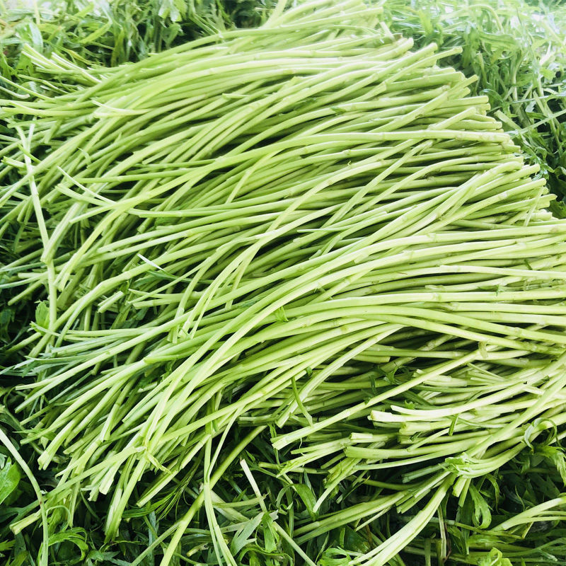 新鲜当季芦蒿篱蒿5斤去根去叶黎蒿蔬菜野菜其它