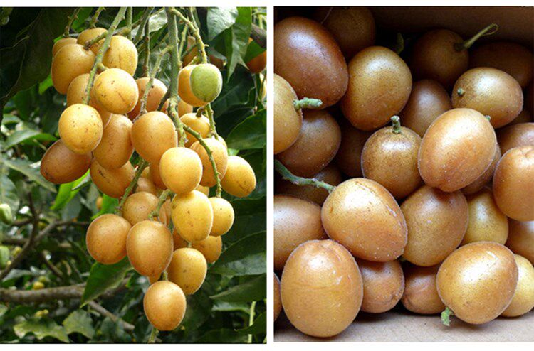 黄皮水果新鲜冷冻2斤鸡心果黄弹子冰糖孕妇黄皮