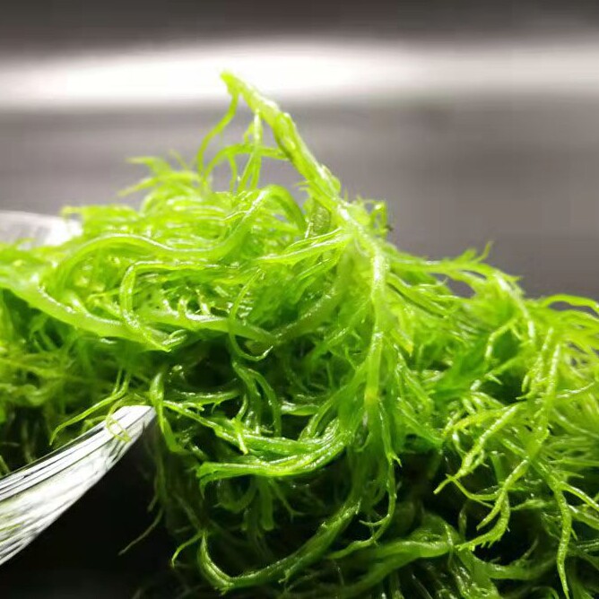 龙须菜海草海藻凉拌菜福建霞浦特产