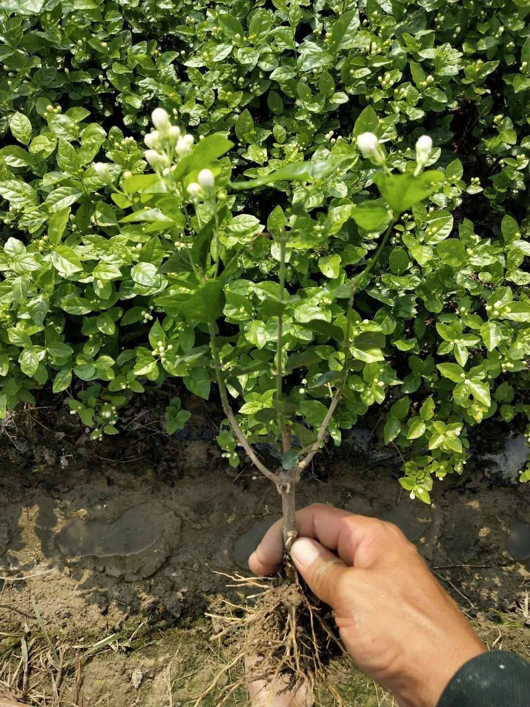 茉莉花茉莉花苗批发广西横县老桩大苗重瓣双瓣花卉时令草本花卉
