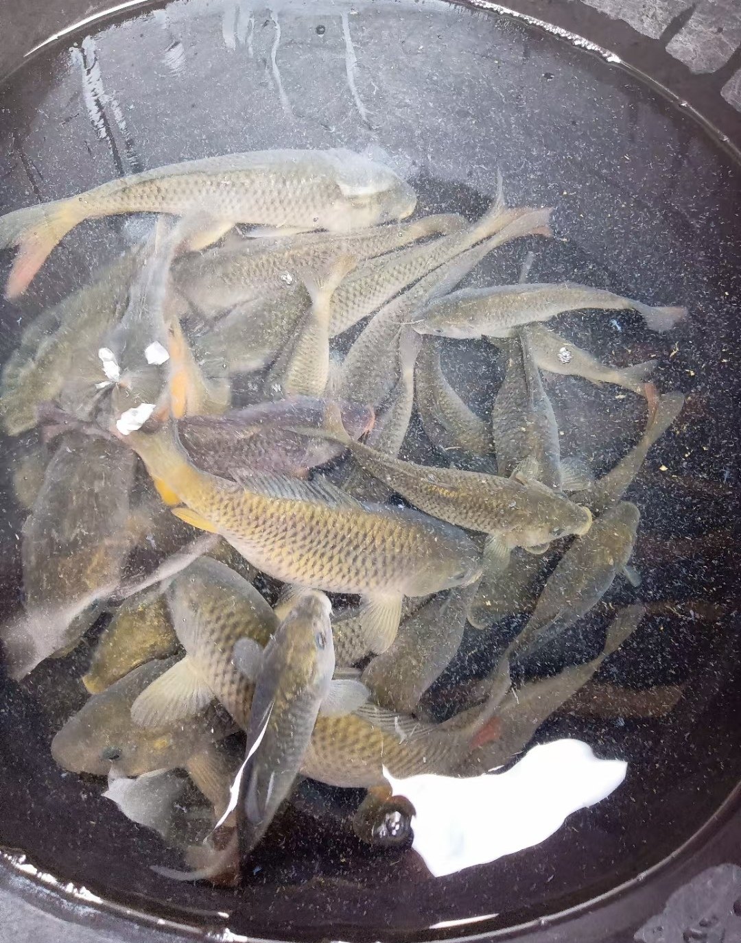 桂林全州特产禾花鱼稻田鱼干农家米糠烘制500克其它