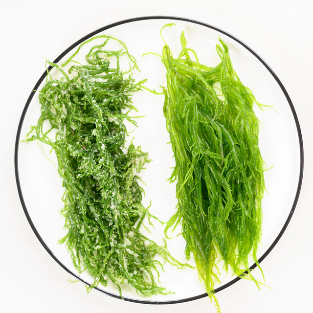 龙须菜批发发菜海草食材花菜新鲜石花菜拌菜凉拌海带
