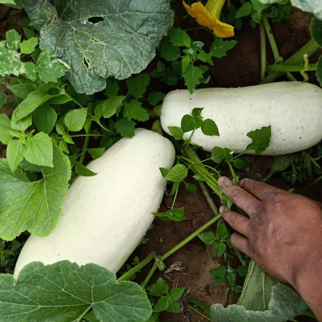 白吊瓜爬藤大白孑做菜种蔬菜食用观赏庭院种子家庭园艺种子