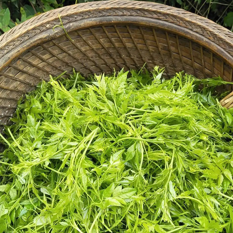 野生莓茶张家界特级茶500g土家永顺茶龙须嫩芽尖霉茶正宗长寿藤茶-mc