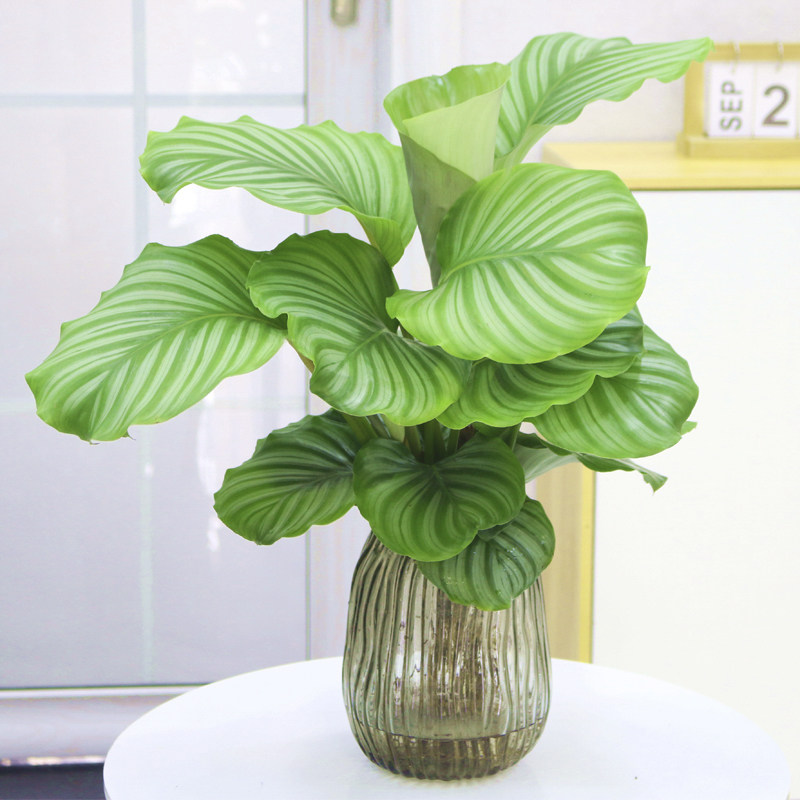 竹芋青苹果盆栽水培植物大叶网红绿植室内新飞羽绿植