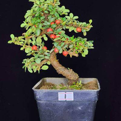 荀子红花白花老桩云南盆景米叶珍珠红果包邮绿植