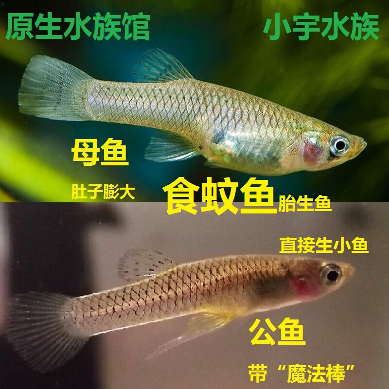食蚊鱼能生小鱼鱼灭蚊虫工具饲料鱼群观赏鱼冷水鱼鱼