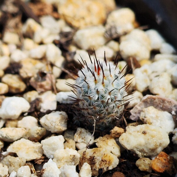 实生直刺佩雷多肉植物仙人球乳突球白花阳台多肉植物