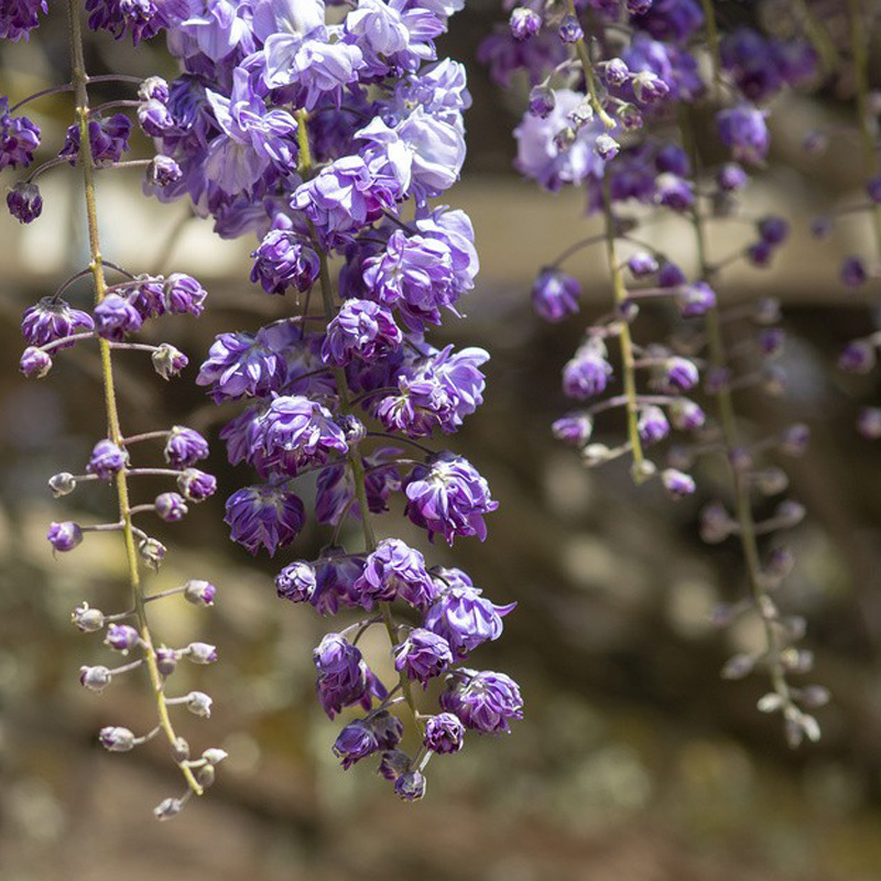 中提琴重瓣紫藤萝黑龙八重紫藤花庭院阳台盆栽植物月季
