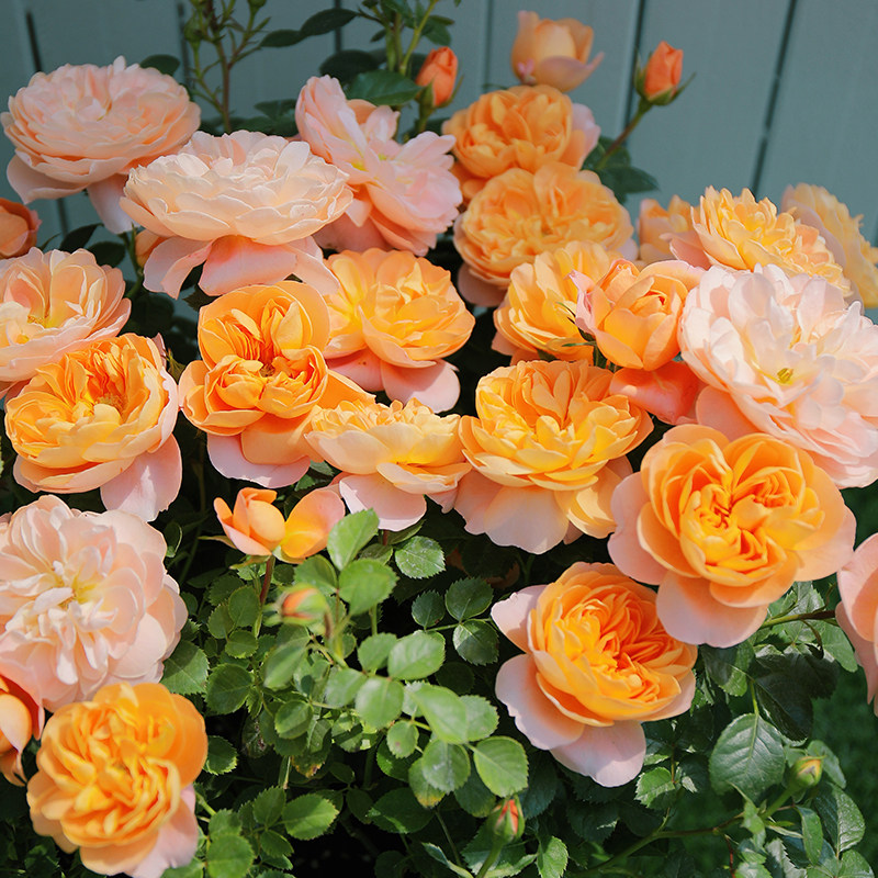 永远植物绿植花卉开花四季花微月特大阳台远的月季