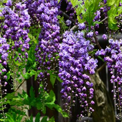 中提琴重瓣紫藤萝黑龙八重紫藤花庭院阳台盆栽植物时令草本花卉