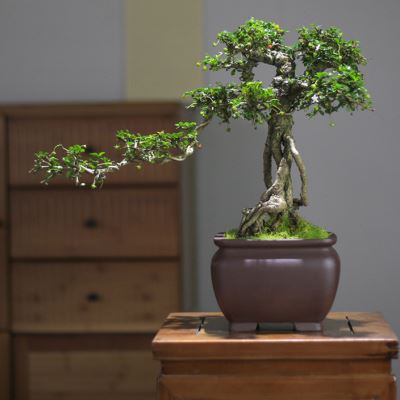 造型小叶福建茶老桩提根盆景玄关办公室庭院观常青造型盆景