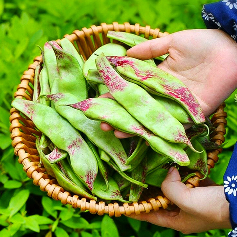 正宗东北豆角现摘新鲜5斤一点红应季蔬菜九月新鲜豆类