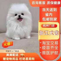 (Zhejiang canine) tea cup dog Bodmi Toshisuke Pure Breeds Pet Small White Net Red Dog Training