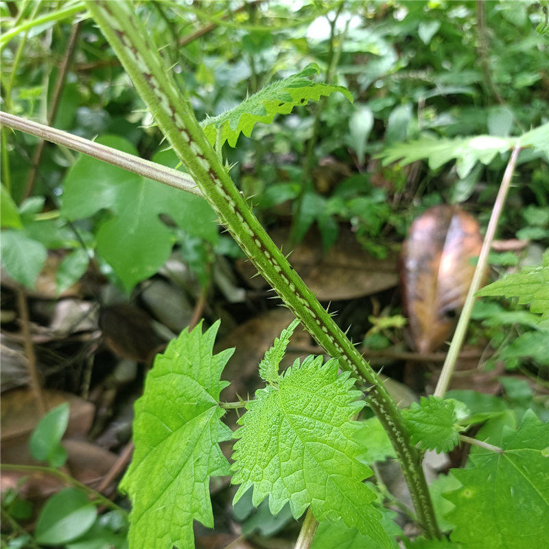 现挖中草药材新鲜红活麻活麻草大红霍麻禾麻草红杆活麻根杆叶荨麻